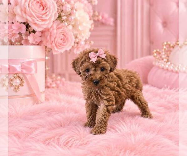 Medium Photo #15 Poodle (Toy) Puppy For Sale in JACKSONVILLE, FL, USA