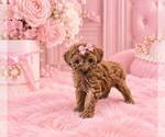 Poodles - Female Poodle (Toy) Puppy for Sale - Photo #15