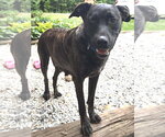 Small #2 Labrador Retriever-Plott Hound Mix