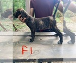 Puppy 1 Fila Brasileiro-Rottweiler Mix