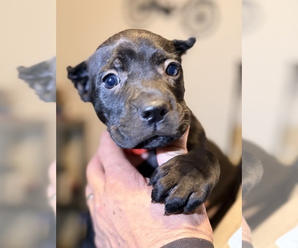 Medium Photo #7 Cane Corso Puppy For Sale in ANDERSON, IN, USA