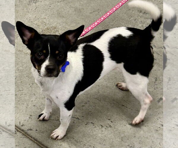 Medium Photo #4 Jack-Rat Terrier Puppy For Sale in Batavia, OH, USA