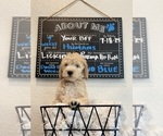 Puppy Puppy 2 Goldendoodle
