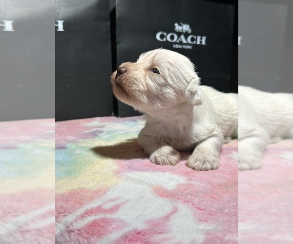Medium Photo #3 Schnauzer (Miniature) Puppy For Sale in HOUSTON, TX, USA