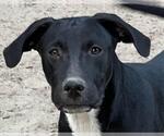 Small #4 Labrador Retriever Mix