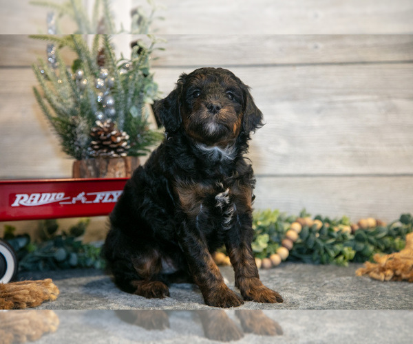 Medium Photo #3 Goldendoodle (Miniature) Puppy For Sale in MIDDLEBURY, IN, USA