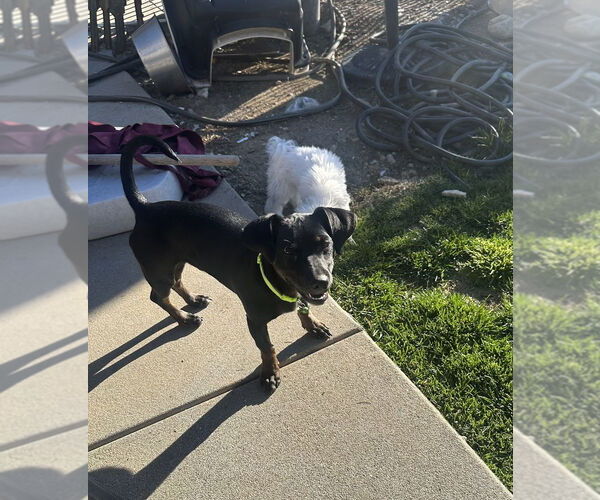 Medium Photo #7 Pinny-Poo Puppy For Sale in Banning, CA, USA