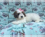 Small #5 Cavapoo