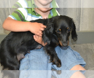 Mother of the Dachshund puppies born on 04/28/2026
