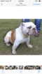 Small Photo #1 Bulldog Puppy For Sale in EAST HAVEN, CT, USA