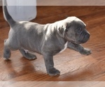 Small Photo #3 American Bully Puppy For Sale in WINCHESTER, VA, USA