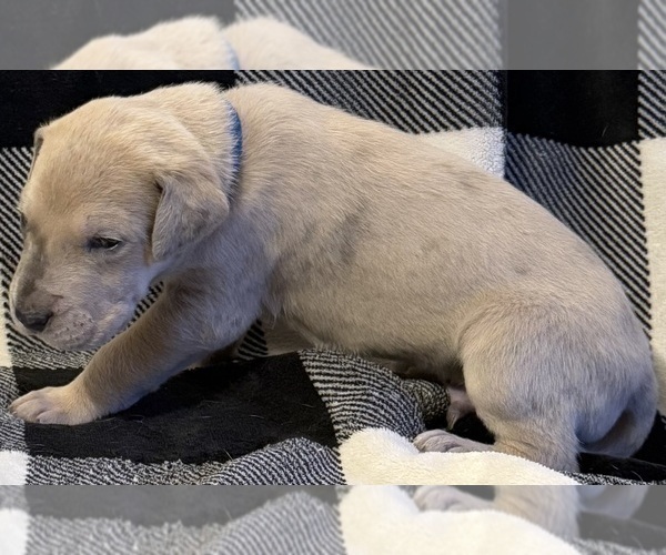 Medium Photo #6 Great Dane Puppy For Sale in GALLOWAY, OH, USA