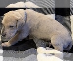 Small #5 Great Dane