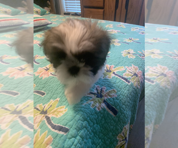 Medium Photo #14 Shih Tzu Puppy For Sale in FORT WORTH, TX, USA