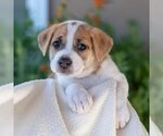 Small Photo #6 Labrador Retriever-Unknown Mix Puppy For Sale in San Diego, CA, USA