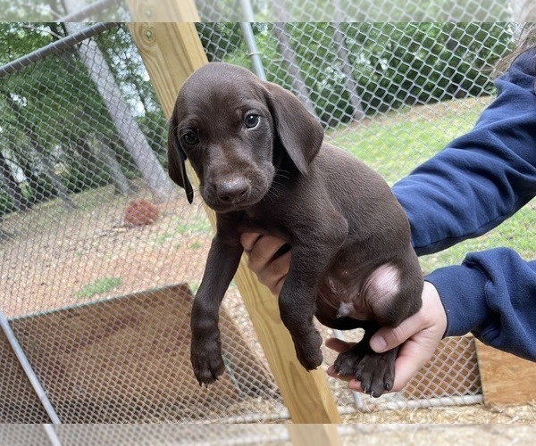 Medium Photo #4 German Shorthaired Pointer Puppy For Sale in CUMMING, GA, USA
