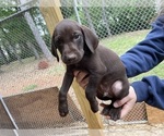 Small Photo #4 German Shorthaired Pointer Puppy For Sale in CUMMING, GA, USA