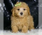 Small Photo #70 Maltipoo (Miniature) Puppy For Sale in WARSAW, IN, USA