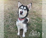 Small Photo #1  Puppy For Sale in , 