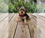 Small #1 Yorkshire Terrier