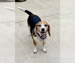 Small Photo #1 Beagle Puppy For Sale in Arlington, VA, USA