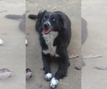 Small Photo #1 Aussiedoodle Puppy For Sale in DOWELLTOWN, TN, USA
