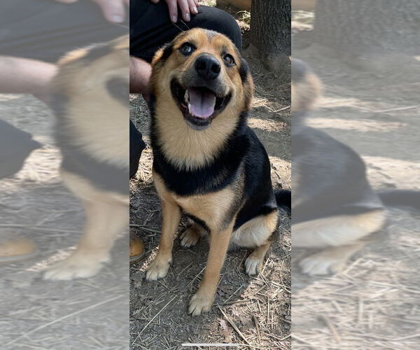 Medium Photo #4 German Shepherd Dog-Unknown Mix Puppy For Sale in Conway, AR, USA