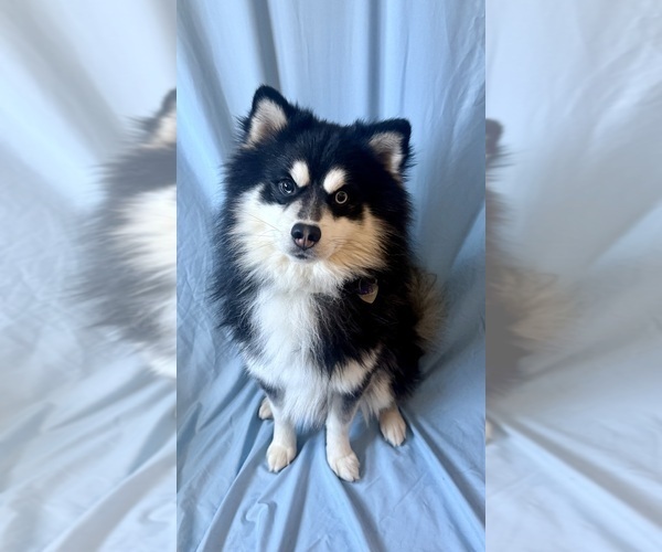 Medium Photo #1 Pomsky-Shiba Inu Mix Puppy For Sale in NASHUA, NH, USA
