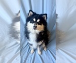 Small Photo #1 Pomsky-Shiba Inu Mix Puppy For Sale in NASHUA, NH, USA