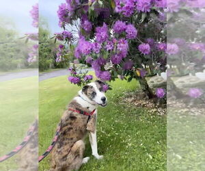 Mutt Dogs for adoption in Candler, NC, USA