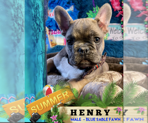 French Bulldog Puppy for sale in HEATHROW, FL, USA