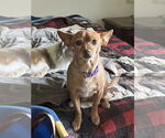 Small #2 Mutt