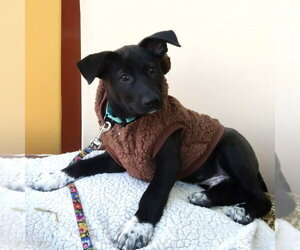 Button - Male Shepradors Dog for Adoption - Photo #2
