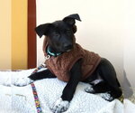 Small Photo #2 Shepradors Puppy For Sale in Minneapolis, MN, USA
