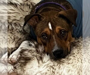 American Pit Bull Terrier-Unknown Mix Dogs for adoption in Fargo, ND, USA