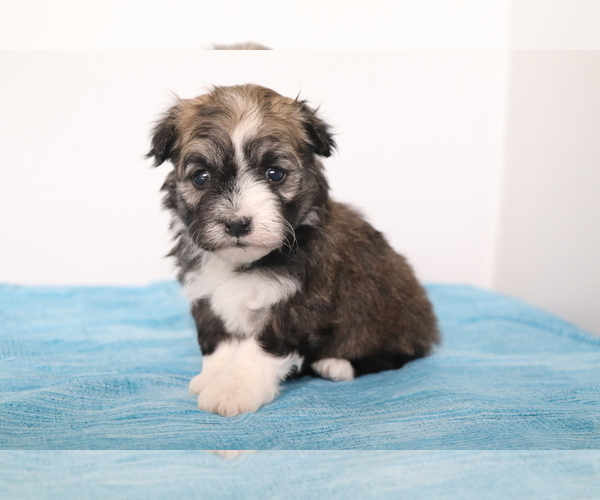 Medium Photo #4 Havanese Puppy For Sale in SHILOH, OH, USA
