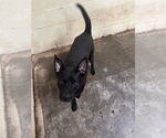 Small Mutt