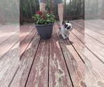 Small Photo #47 French Bulldog Puppy For Sale in KANSAS CITY, MO, USA