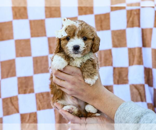 Medium Photo #2 Cavapoo (Miniature) Puppy For Sale in LIBERTY, KY, USA