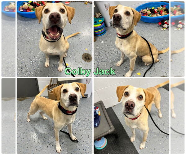 Medium Photo #6 American Staffordshire Terrier-Labrador Retriever Mix Puppy For Sale in Pierceton , IN, USA