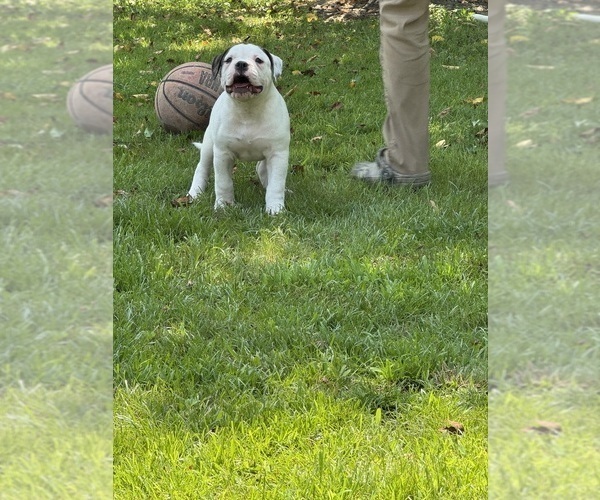 Medium Photo #9 American Bulldog Puppy For Sale in COLUMBIA, KY, USA