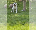 Small #8 American Bulldog