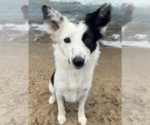 Small Photo #7 Border Collie-Unknown Mix Puppy For Sale in Newport Beach, CA, USA