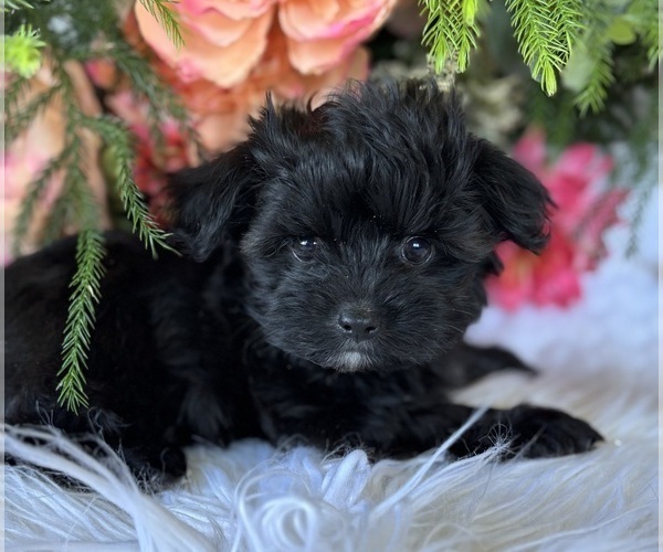 Medium Photo #1 Morkie Puppy For Sale in ROCK STREAM, NY, USA