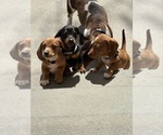 Small #21 Dachshund