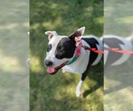 Small #2 American Pit Bull Terrier