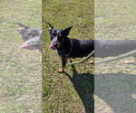 Small #2 Mutt