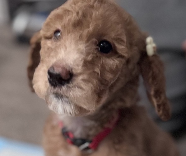 Medium Photo #6 Goldendoodle Puppy For Sale in TRACY, CA, USA