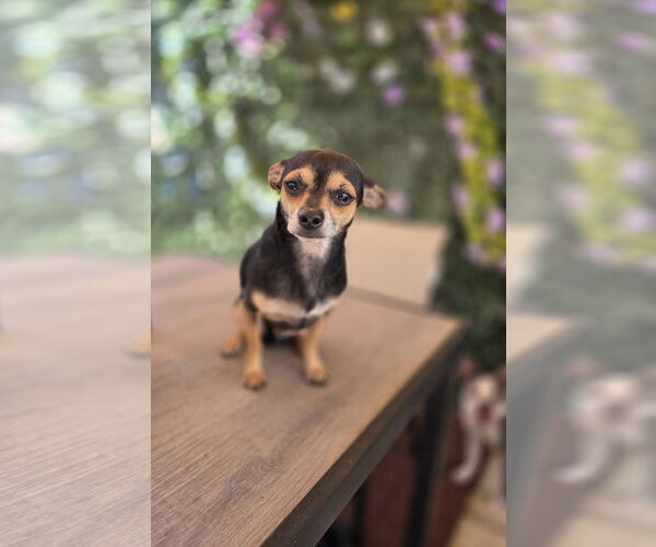Medium Photo #2 Chihuahua Puppy For Sale in Sandy, UT, USA