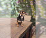 Small #1 Chihuahua